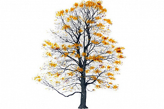 Аксессуар Magis Tree autumn